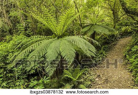 "Tree Ferns (Cyatheales) along a hiking trail through primary rainforest, North Island, New Zealand, Oceania" View Large Photo Image Stock Image - "Tree Ferns (Cyatheales) along a hiking trail through primary rainforest, North Island, New Zealand, Oceania". Fotosearch