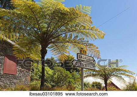 "Tree ferns (Cyatheales) and direction signs, Hell-Bourg, Salazie, La Reunion, Reunion, France, Africa" View Large Photo Image Stock Photography - "Tree ferns (Cyatheales) and direction signs, Hell-Bourg, Salazie, La Reunion, Reunion, France, Africa". Fotosearch