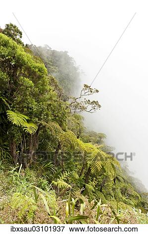 Stock Photo - "Tree Ferns (Cyatheales) in fog, on the steep slope of the ravine of Le Trou de Fer, Foret de Belouve, Reunion National Park, near Hell-Bourg, Reunion". Fotosearch