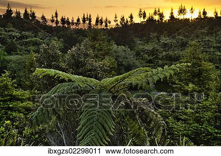 "Tree ferns (Cyatheales), subtropical vegetation, New Zealand, Oceania" View Large Photo Image Stock Image - "Tree ferns (Cyatheales), subtropical vegetation, New Zealand, Oceania". Fotosearch
