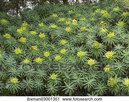 "Tree Form Bush Spurge (Euphorbia lambii), endemic to La Gomera, La Gomera, Canary Islands, Spain, Europe, La Gomera, Agulo, Canary Islands, Spain, Europe" View Large Photo Image Stock Image - "Tree Form Bush Spurge (Euphorbia lambii), endemic to La Gomera, La Gomera, Canary Islands, Spain, Europe, La Gomera, Agulo, Canary Islands, Spain, Europe". Fotosearch