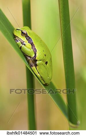 Stock Image - "Tree frog (Hyla arborea), Neusiedler See lake, Burgenland, Austria, Europe". Fotosearch