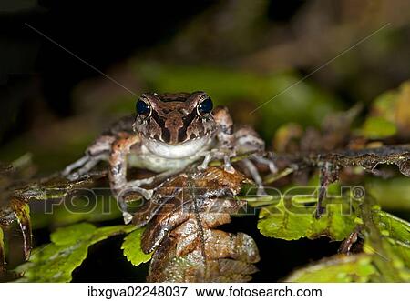 Stock Photo - "Tree frog species (Pristimantis w-nigrum), Tandayapa region, Pichincha, Andean cloud forest, Ecuador, South America". Fotosearch