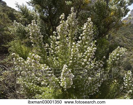"Tree Heath (Erica arborea), La Gomera, Canary Islands, Spain, Europe, La Gomera, San Sebastian, Canary Islands, Spain, Europe" View Large Photo Image Stock Image - "Tree Heath (Erica arborea), La Gomera, Canary Islands, Spain, Europe, La Gomera, San Sebastian, Canary Islands, Spain, Europe". Fotosearch