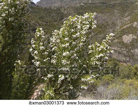 "Tree Heath (Erica arborea), La Gomera, Canary Islands, Spain, Europe, La Gomera, San Sebastian, Canary Islands, Spain, Europe" View Large Photo Image Stock Image - "Tree Heath (Erica arborea), La Gomera, Canary Islands, Spain, Europe, La Gomera, San Sebastian, Canary Islands, Spain, Europe". Fotosearch
