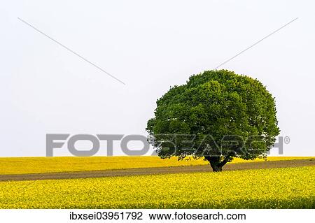 "Tree in a Rape field (Brassica napus), Pfaffenhausen, Unterallgau Bavaria, Germany, Europe" View Large Photo Image Stock Image - "Tree in a Rape field (Brassica napus), Pfaffenhausen, Unterallgau Bavaria, Germany, Europe". Fotosearch