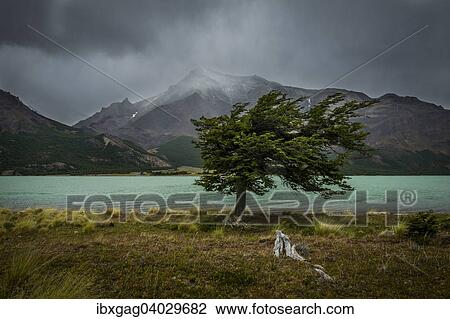 Stock Image - "Tree in a storm, Lago Burmeister, Perito Moreno National Park, Patagonia, Argentina, South America". Fotosearch