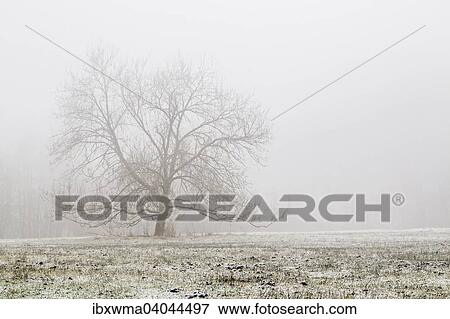 "Tree in a winter landscape, Hesse, Germany, Europe" View Large Photo Image Stock Photo - "Tree in a winter landscape, Hesse, Germany, Europe". Fotosearch