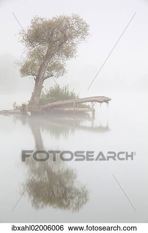 Stock Photograph - "Tree in fog in the backwaters of the Danube River, Stepperg, Bavaria, Germany, Europe". Fotosearch