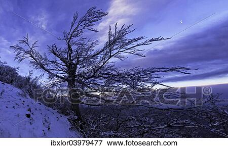 "Tree in snow at sunrise, Monte Catria, Apennines, Marche, Italy, Europe" View Large Photo Image Stock Photo - "Tree in snow at sunrise, Monte Catria, Apennines, Marche, Italy, Europe". Fotosearch