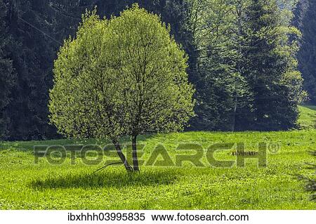 "Tree in spring, Thuringian Forest, Thuringia, Germany, Europe" View Large Photo Image Stock Photography - "Tree in spring, Thuringian Forest, Thuringia, Germany, Europe". Fotosearch