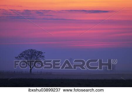 "Tree in the fog, sunset glow, Apetlon, Burgenland, Austria, Europe" View Large Photo Image Stock Photo - "Tree in the fog, sunset glow, Apetlon, Burgenland, Austria, Europe". Fotosearch