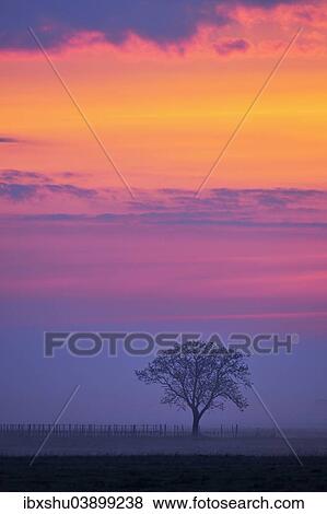 "Tree in the fog, sunset glow, Apetlon, Burgenland, Austria, Europe" View Large Photo Image Stock Photo - "Tree in the fog, sunset glow, Apetlon, Burgenland, Austria, Europe". Fotosearch
