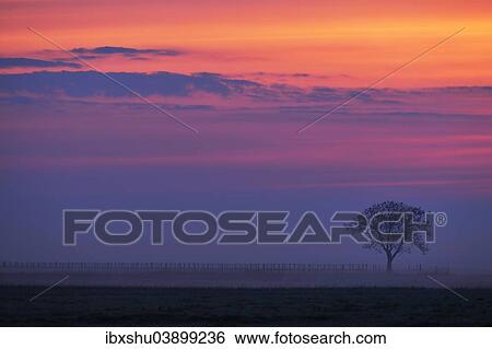 Stock Photograph - "Tree in the fog, sunset glow, Apetlon, Burgenland, Austria, Europe". Fotosearch