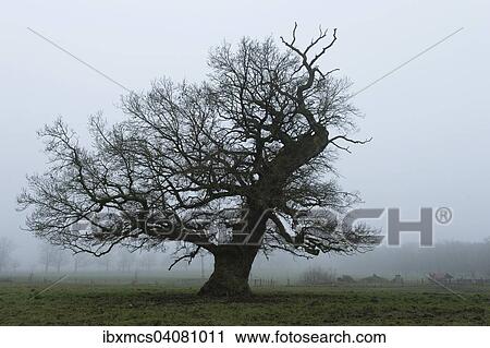 "Tree in the mist, Hofgeismar, Reinhardswald forest, Hesse, Germany, Europe" View Large Photo Image Stock Image - "Tree in the mist, Hofgeismar, Reinhardswald forest, Hesse, Germany, Europe". Fotosearch