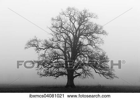 "Tree in the mist, Hofgeismar, Reinhardswald forest, Hesse, Germany, Europe" View Large Photo Image Stock Image - "Tree in the mist, Hofgeismar, Reinhardswald forest, Hesse, Germany, Europe". Fotosearch