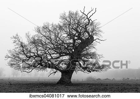"Tree in the mist, Hofgeismar, Reinhardswald forest, Hesse, Germany, Europe" View Large Photo Image Stock Photo - "Tree in the mist, Hofgeismar, Reinhardswald forest, Hesse, Germany, Europe". Fotosearch