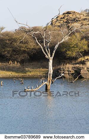 "Tree in water, Andreas Damm, Khomas, Namibia, Africa" View Large Photo Image Stock Photo - "Tree in water, Andreas Damm, Khomas, Namibia, Africa". Fotosearch