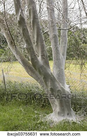 "Tree infested with Ermine Moths (Yponomeuta sp. ), Bergisches Land, North Rhine-Westphalia, Germany, Europe" View Large Photo Image Stock Image - "Tree infested with Ermine Moths (Yponomeuta sp. ), Bergisches Land, North Rhine-Westphalia, Germany, Europe". Fotosearch