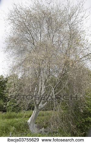 "Tree infested with Ermine Moths (Yponomeuta sp. ), Bergisches Land, North Rhine-Westphalia, Germany, Europe" View Large Photo Image Stock Photo - "Tree infested with Ermine Moths (Yponomeuta sp. ), Bergisches Land, North Rhine-Westphalia, Germany, Europe". Fotosearch