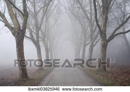 "Tree-lined avenue of plane trees in the fog, Baden-Wurttemberg, Germany, Europe" View Large Photo Image Stock Photograph - "Tree-lined avenue of plane trees in the fog, Baden-Wurttemberg, Germany, Europe". Fotosearch