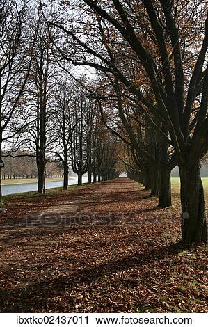 "Tree-lined walk, autumn in the recreation area at Decksteiner Weiher lake, Cologne, North Rhine-Westphalia, Germany, Europe" View Large Photo Image Stock Image - "Tree-lined walk, autumn in the recreation area at Decksteiner Weiher lake, Cologne, North Rhine-Westphalia, Germany, Europe". Fotosearch