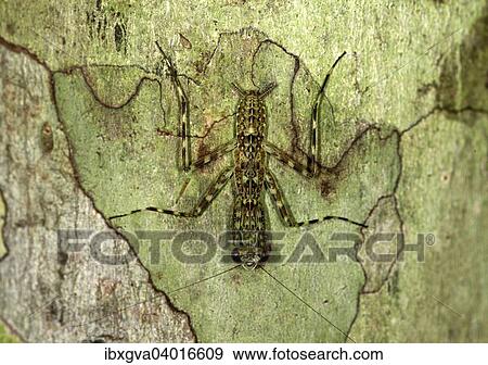 "Tree Mantis (Liturgusa spec. ), Tambopata Nature Reserve, Madre de Dios region, Peru, South America" View Large Photo Image Stock Photo - "Tree Mantis (Liturgusa spec. ), Tambopata Nature Reserve, Madre de Dios region, Peru, South America". Fotosearch