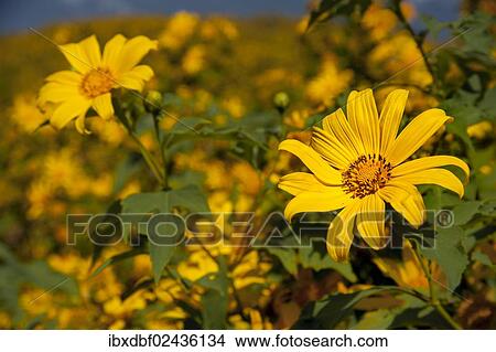"Tree marigold, Mexican tournesol, Mexican sunflower, Japanese sunflower or Nitobe chrysanthemum (Tithonia diversifolia), Thung Dok Bua Tong, Amphoe Khun Yuam, Mae Hong Son Province, Northern Thailand, Thailand, Asia" View Large Photo Image Picture - "Tree marigold, Mexican tournesol, Mexican sunflower, Japanese sunflower or Nitobe chrysanthemum (Tithonia diversifolia), Thung Dok Bua Tong, Amphoe Khun Yuam, Mae Hong Son Province, Northern Thailand, Thailand, Asia". Fotosearch