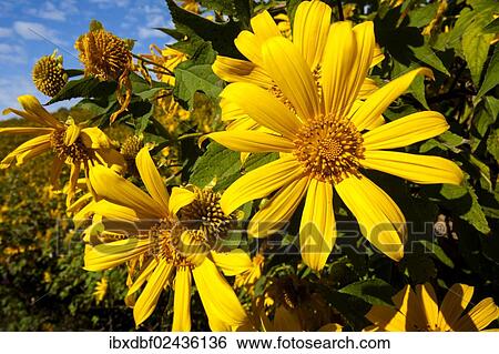 "Tree marigold, Mexican tournesol, Mexican sunflower, Japanese sunflower or Nitobe chrysanthemum (Tithonia diversifolia), Thung Dok Bua Tong, Amphoe Khun Yuam, Mae Hong Son Province, Northern Thailand, Thailand, Asia" View Large Photo Image Stock Photograph - "Tree marigold, Mexican tournesol, Mexican sunflower, Japanese sunflower or Nitobe chrysanthemum (Tithonia diversifolia), Thung Dok Bua Tong, Amphoe Khun Yuam, Mae Hong Son Province, Northern Thailand, Thailand, Asia". Fotosearch