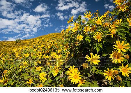 "Tree marigold, Mexican tournesol, Mexican sunflower, Japanese sunflower or Nitobe chrysanthemum (Tithonia diversifolia), Thung Dok Bua Tong, Amphoe Khun Yuam, Mae Hong Son Province, Northern Thailand, Thailand, Asia" View Large Photo Image Stock Photography - "Tree marigold, Mexican tournesol, Mexican sunflower, Japanese sunflower or Nitobe chrysanthemum (Tithonia diversifolia), Thung Dok Bua Tong, Amphoe Khun Yuam, Mae Hong Son Province, Northern Thailand, Thailand, Asia". Fotosearch
