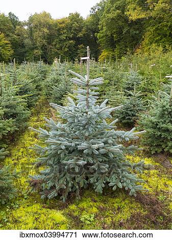 "Tree nursery, with planted Christmas trees, Hesse, Germany, Europe" View Large Photo Image Stock Image - "Tree nursery, with planted Christmas trees, Hesse, Germany, Europe". Fotosearch