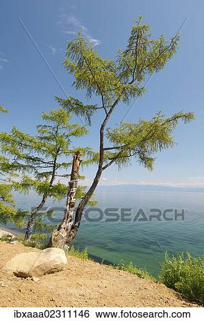 "Tree of desires, settlement of Listvyanka, Lake Baikal, Irkutsk region, Siberia, Russian Federation, Eurasia" View Large Photo Image Stock Photograph - "Tree of desires, settlement of Listvyanka, Lake Baikal, Irkutsk region, Siberia, Russian Federation, Eurasia". Fotosearch