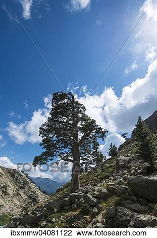 Stock Image - "Tree on a hillside in the mountains, Golo Valley, Corsica, France, Europe". Fotosearch