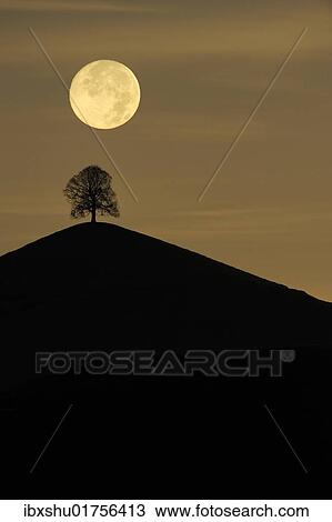"Tree on a moraine hill under a full moon, Hirzel, Switzerland, Europe" View Large Photo Image Stock Image - "Tree on a moraine hill under a full moon, Hirzel, Switzerland, Europe". Fotosearch