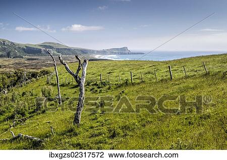 Stock Image - "Tree on grassland, Hoopers Inlet, Otago Peninsula, South Island, New Zealand, Oceania". Fotosearch