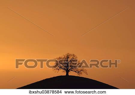 "Tree on moraine hill, in the evening light, Hirzel, Canton of Zurich, Switzerland, Europe" View Large Photo Image Picture - "Tree on moraine hill, in the evening light, Hirzel, Canton of Zurich, Switzerland, Europe". Fotosearch