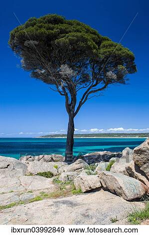 "Tree on rocky cliff, Shelley Cove, near Eagle Bay, Western Australia" View Large Photo Image Stock Photo - "Tree on rocky cliff, Shelley Cove, near Eagle Bay, Western Australia". Fotosearch