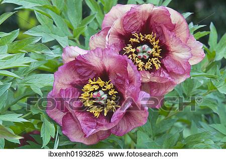 Stock Photography - "Tree peony Gauguin (Paeonia suffruticosa 'Gauguin'), Emsland, Germany, Europe". Fotosearch