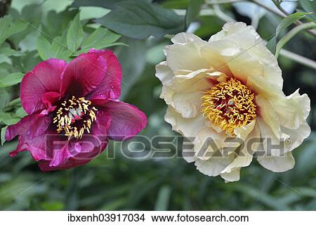 "Tree peony (Paeonia suffruticosa), Emsland, Lower Saxony, Germany, Europe" View Large Photo Image Picture - "Tree peony (Paeonia suffruticosa), Emsland, Lower Saxony, Germany, Europe". Fotosearch