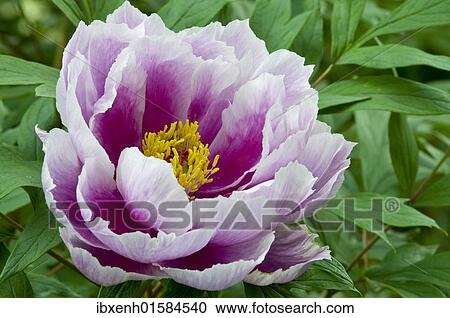 Tree peony (Paeonia suffruticosa) View Large Photo Image Stock Image - Tree peony (Paeonia suffruticosa). Fotosearch