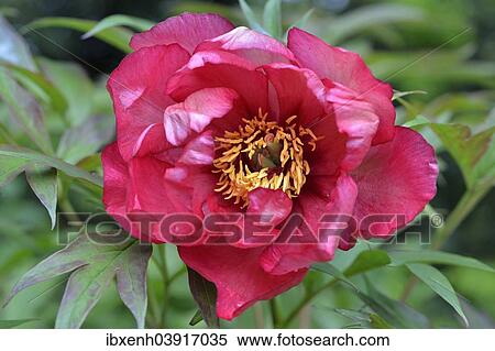 "Tree peony (Paeonia suffruticosa """"Banquet""""), Emsland, Lower Saxony, Germany, Europe" View Large Photo Image Stock Photography - "Tree peony (Paeonia suffruticosa """"Banquet""""), Emsland, Lower Saxony, Germany, Europe". Fotosearch