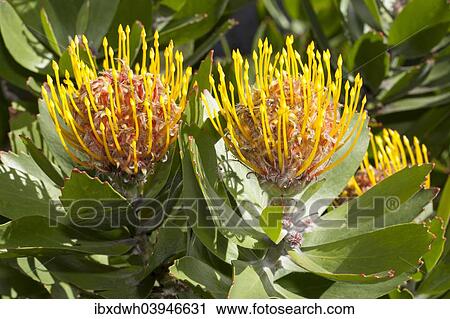 Stock Image - Tree Pincushion or Pincushion Protea (Leucospermum conocarpodendron). Fotosearch