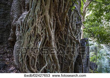 Stock Image - "Tree roots in the jungle, Soppong or Pang Mapha area, Mae Hong Son province, Northern Thailand, Thailand, Asia". Fotosearch