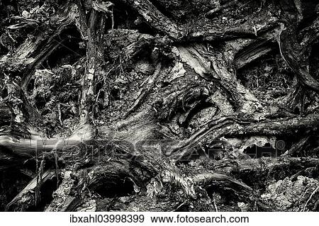 "Tree roots, Olympic Peninsula, Washington, United States, North America" View Large Photo Image Stock Photo - "Tree roots, Olympic Peninsula, Washington, United States, North America". Fotosearch