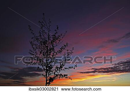 "Tree silhouette against the evening sky, Mittelberg, Biberach an der Riss, Upper Swabia, Baden-Wurttemberg, Germany, Europe" View Large Photo Image Stock Image - "Tree silhouette against the evening sky, Mittelberg, Biberach an der Riss, Upper Swabia, Baden-Wurttemberg, Germany, Europe". Fotosearch