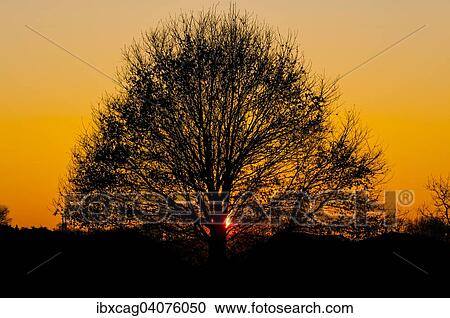 "Tree silhouette at sunset, Gotzenhain, Dreieich, Hesse, Germany, Europe" View Large Photo Image Stock Image - "Tree silhouette at sunset, Gotzenhain, Dreieich, Hesse, Germany, Europe". Fotosearch