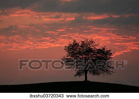 "Tree silhouetted against a sky full of storm clouds, Hirzel, Canton of Zurich, Switzerland, Europe" View Large Photo Image Stock Image - "Tree silhouetted against a sky full of storm clouds, Hirzel, Canton of Zurich, Switzerland, Europe". Fotosearch