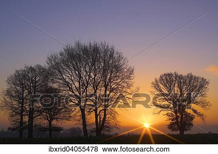 "Tree silhouettes at sunrise with sunbeams, Niederrhein, North Rhine-Westphalia, Germany, Europe" View Large Photo Image Stock Photo - "Tree silhouettes at sunrise with sunbeams, Niederrhein, North Rhine-Westphalia, Germany, Europe". Fotosearch