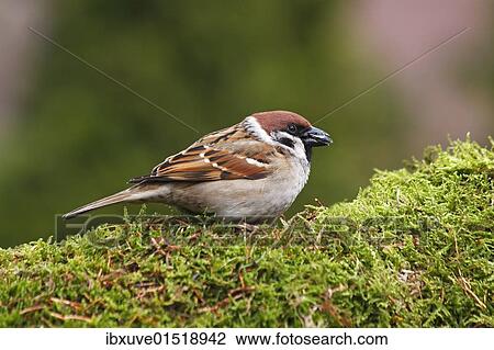 Tree sparrow (Passer montanus) eating sunflower seeds View Large Photo Image Stock Image - Tree sparrow (Passer montanus) eating sunflower seeds. Fotosearch