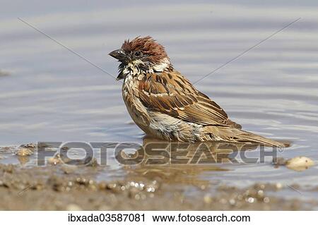"Tree Sparrow (Passer montanus) in a puddle, Apetlon, Burgenland, Austria, Europe" View Large Photo Image Stock Image - "Tree Sparrow (Passer montanus) in a puddle, Apetlon, Burgenland, Austria, Europe". Fotosearch